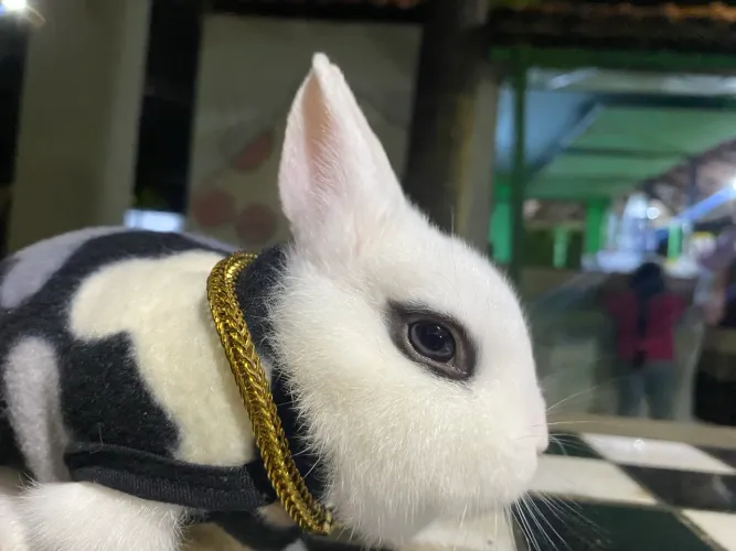 Vendo coelho francês hotot