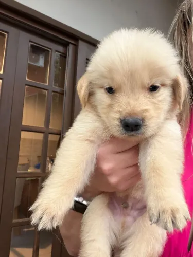 FILHOTES CACHORRO GOLDEN RETRIEVER COM PEDIGREE