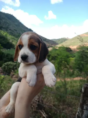 Filhote de Beagle o pequeno aventureiro que nunca deixa a diversão acabar