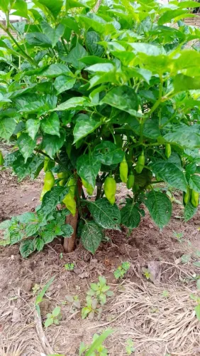 Pimenta de Cheiro
