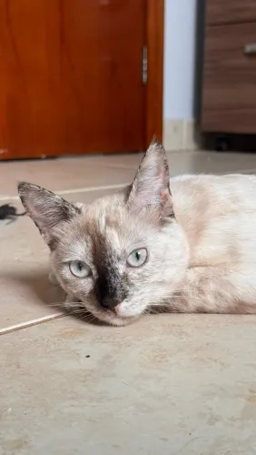 Adoção responsável - gata fêmea adulta 