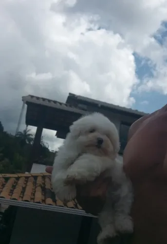 Maltês miniatura 