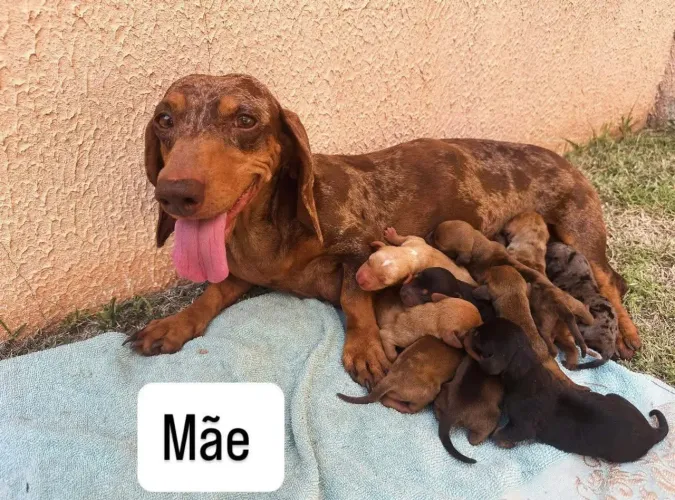 Vendo filhote de salsichinha (Cofap)