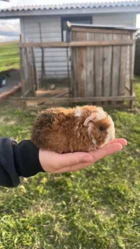 Porquinho da índia texel 