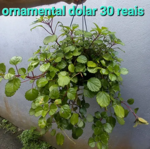 Plantas Ornamentais