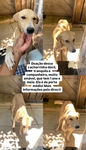 Cachorro para doação