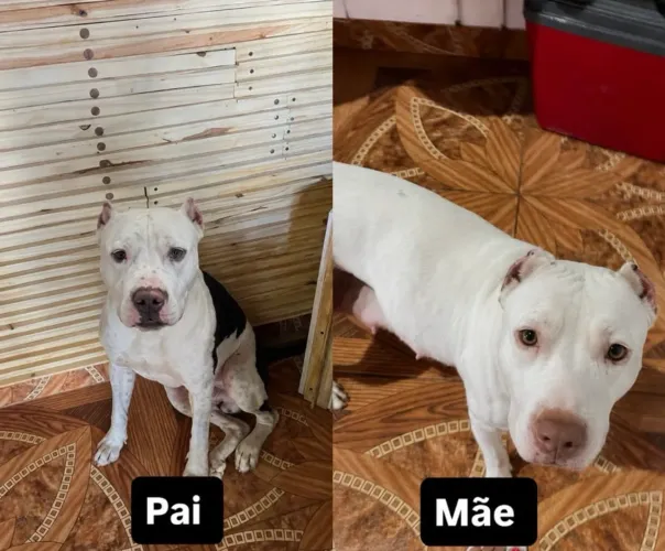 Filhote de pit bull