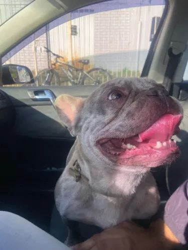 Buldogue francês Merle