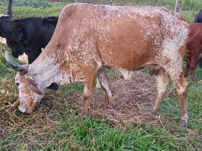 Vaca a venda