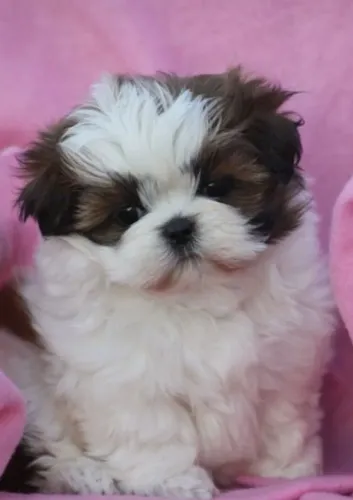 Shih Tzu Filhote de Alto Nível