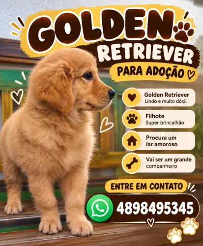 GOLDEN RETRIEVER PARA ADOÇÃO, MAIS INFORMAÇÕES CHAMAR NO WHATSAPP - *