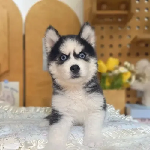 Filhote de cachorro Husky com pelagem macia e muita vitalidade