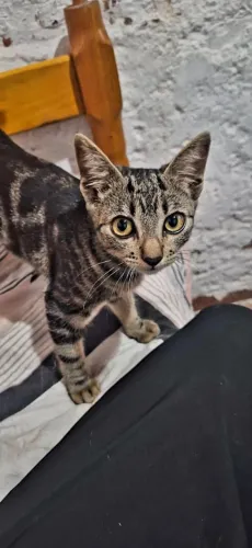 Gatinha de 2 meses pelagem tabby