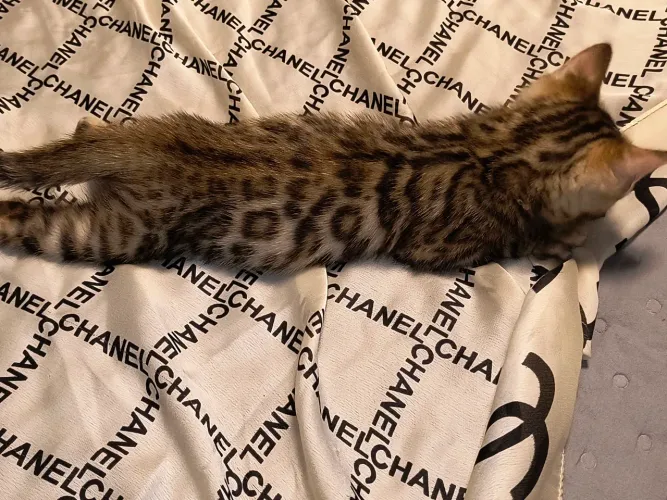 Gato bengal com PEDIGREE 