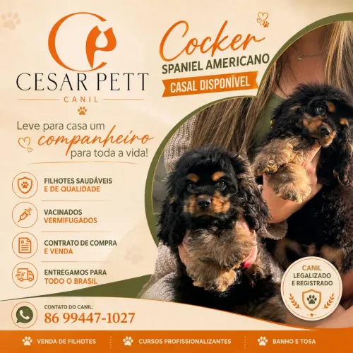 Cocker spaniel americano (casal) disponível