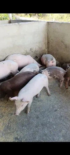 Leitões de genética a venda 