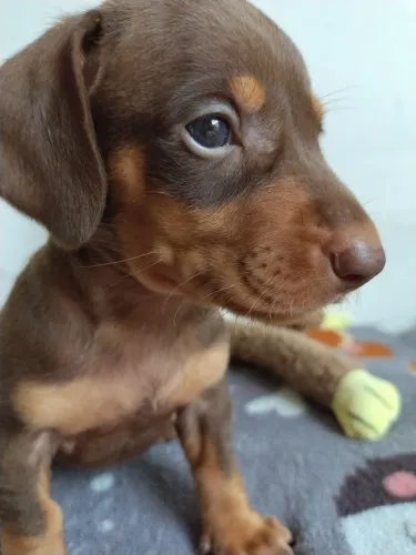 Lindo menino daschund chocolate Miniatura disponível