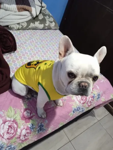 Vendo Bulldog macho com urgência 