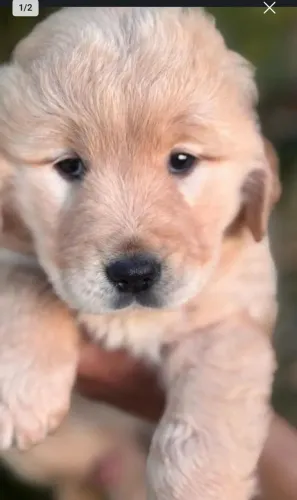 Golden Retriever - Novo Lar à Vista