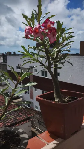 Rosas do Deserto 