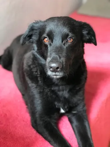 Cachorro dócil e brincalhão CASTRADO