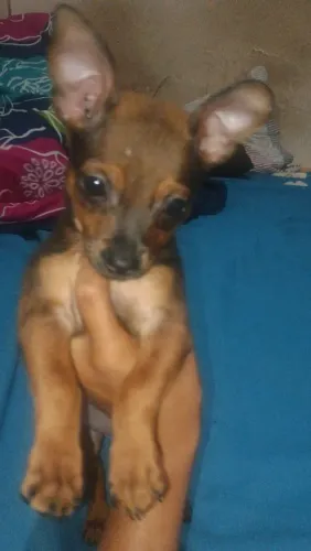 Pincher machinho