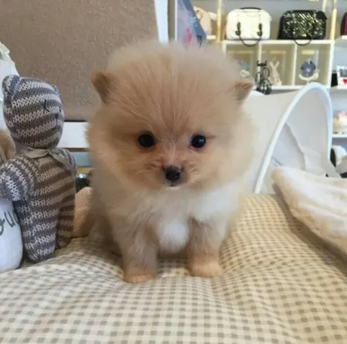 Spitz Alemão Conquistando Corações Com Muito Carinho
