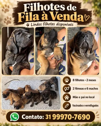 FILHOTES DE FILA BRASILEIRO - MACHOS E FÊMEAS