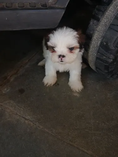 Animais de estimação