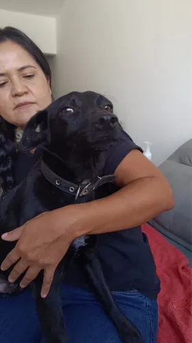Adote lindo cãozinho
