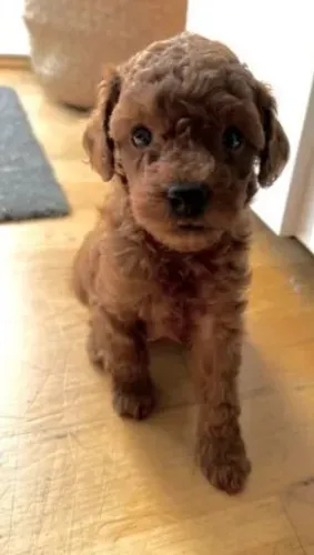 Poodle,Poodle Filhote Disponível Entrega Facilitada