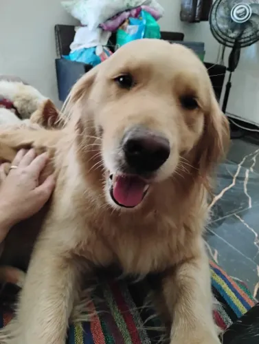 Golden retriever