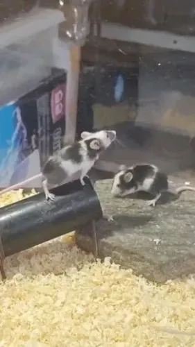Camundongo TOPOLINO