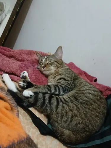 Doação de gatos