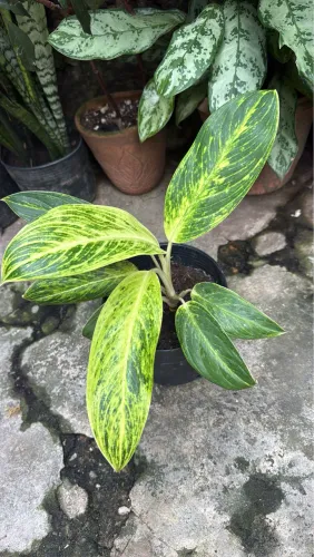 Plantas