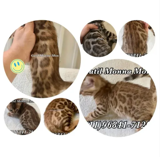 Bengal a pronta entrega direto do Gatil adquira sem medo