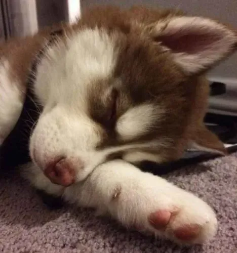 Filhote Border Collie, Seus dias vão ficar muito mais felizes com um filhotinho!