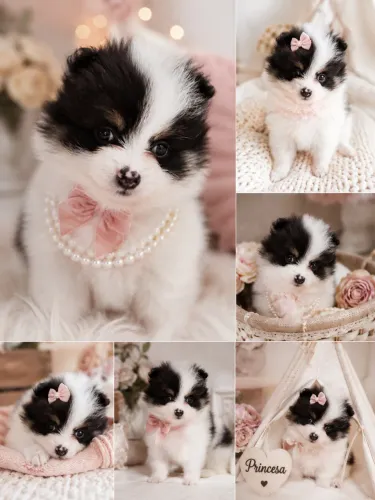Spitz Alemão Lulu da Pomerania