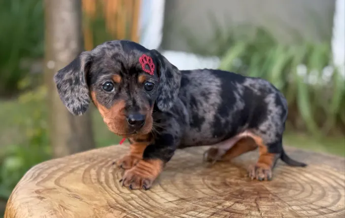 Dachshund Arlequim Prata