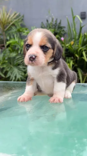 Beagle lindíssimo