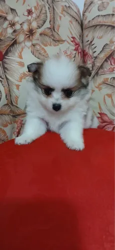 Lulu da pomeranea fêmea com 68 dias vacinada