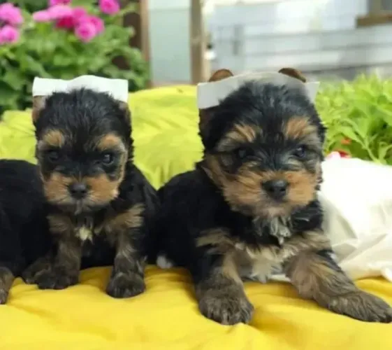 Yorkshire Filhotes disponíveis para quem ama pets de verdade