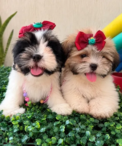 Lindas filhotes de shih Tzu fêmeas - 65 dias - Vacinadas