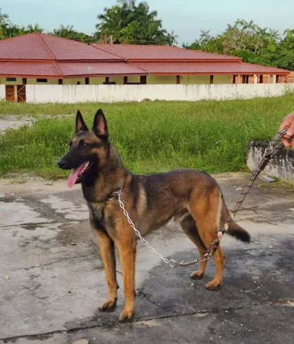 Filhote de cão pastor Belga Malinoá. Cães super inteligentes, cães puros.