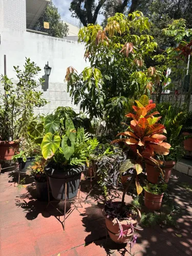 Vasos com plantas lindas