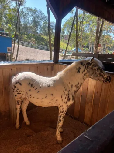 Vendo Pônei Garanhao 
