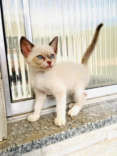 Doando essas 3 gatinhas 