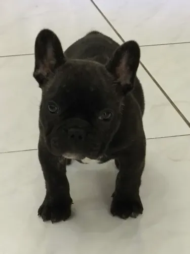 Vendo filhote de Bulldog francês macho tigrado com 50 dias já vermífugado e vacinado