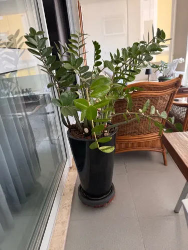 Vaso de planta