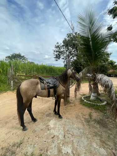 Garanhão Manga Larga Marchador